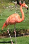 American, Caribbean And Greater Flamingo Stock Photo