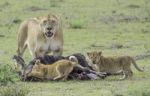 Lioness And Cubs Hunting In The Wild Stock Photo