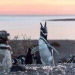 Magellanic Penguins, Early Morning At Punto Tombo, Patagonia, Ar Stock Photo