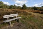 Bench In Ashdown Forest Stock Photo