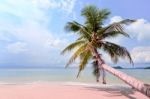 View Of Sea With Coconut Palm Stock Photo