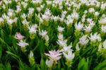 Field Of White Siam Tulip Flower Stock Photo