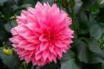 Magnificent Pink Dahlia On Display At Butchart Gardens Stock Photo