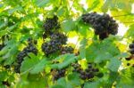 Fresh Grapes On Crop, Vineyard In Thailand Stock Photo