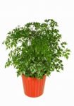 Plant Stock Photo