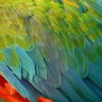 Harlequin Macaw Feathers Stock Photo