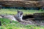 Northern Lynx ( Felis Lynx Lynx) Stock Photo