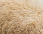 Textured Of Wool Sheep Closeup Stock Photo