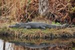 Sunning Alligator Stock Photo