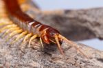 Centipede Stock Photo