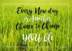 Rice Field Green Grass With Inspiration Quote Stock Photo