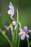 First Spring Flower - Scilla Siberica Stock Photo