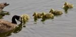 Beautiful Isolated Image Of A Young Family Of Canada Geese Swimming Stock Photo
