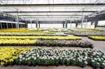 Flower Planting In Glass House Stock Photo