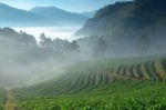 Beautiful Strawberry Farm And Among Mountain And Fog In The Morn Stock Photo