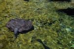 Fuengirola, Andalucia/spain - July 4 : Ray Swimming At The Biopa Stock Photo