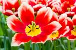 Red White Tulip In Field Of Tulips Stock Photo
