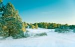 Snow Pine Forest Stock Photo