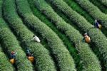 Workers Harvesting Tea In Plantation Stock Photo