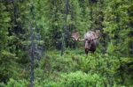 Bull Moose In The Forest Stock Photo