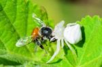 White Crab Spider Eating A Bee Stock Photo