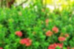 Flowers With Blurred Images Stock Photo