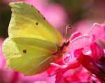 Cabbage White Butterfly Stock Photo