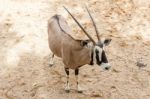 Taxidermy Mount Of An African Oryx Or Gemsbok Stock Photo