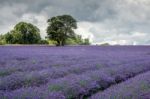 Lavender Field In Banstead Stock Photo