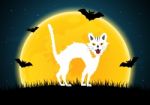 Halloween Cat  Stock Photo