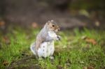 Grey Squirrel Stock Photo