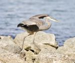 Beautiful Isolated Photo With A Funny Great Heron Walking On A Rock Shore Stock Photo
