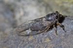 Cicada Insect Stock Photo