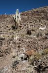 Llamas Grazing Near The Road, Colorful Valley Of Quebrada De Hum Stock Photo