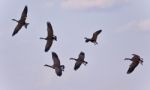Beautiful Postcard With Six Canada Geese Flying Stock Photo