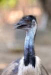 Emu Head Stock Photo