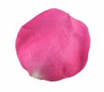 Pink Rose Petal Stock Photo