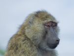 The Surprised Baboon Stock Photo