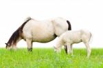White Horse Mare And Foal In Grass Stock Photo