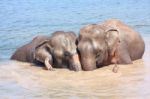 Elephant Relationship Stock Photo