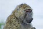 The Skeptic Baboon's Portrait Stock Photo