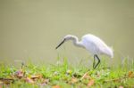 Animals In Wildlife - White Egrets. Outdoors Stock Photo