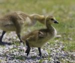 Beautiful Background With A Pair Of Chicks Of The Canada Geese Stock Photo
