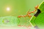 Red Ant In Green Nature Stock Photo