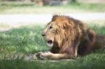 Lion Lying And Relaxing On Green Field Stock Photo