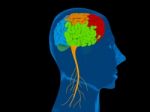 Human Brain Representing Mental Neurological Activity Of The Hum Stock Photo