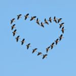 Flock Flying Ducks In The Blue Sky Stock Photo