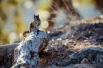 Close-up Of A Chipmunk At Bryce Canyon Stock Photo