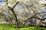 Flowering Trees With White Blossom In Spring Stock Photo