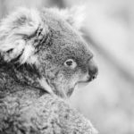 Koala In A Eucalyptus Tree. Black And White Stock Photo